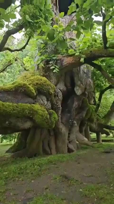 Un tilleul vieux de 800 ans en République Tchèque