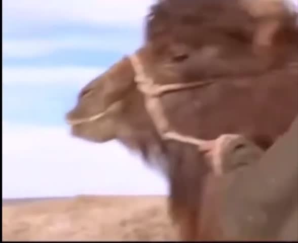 La mère chamelle a rejeté son petit blanc après l'accouchement, jusqu'à ce qu'une chanson mongole les réunisse...