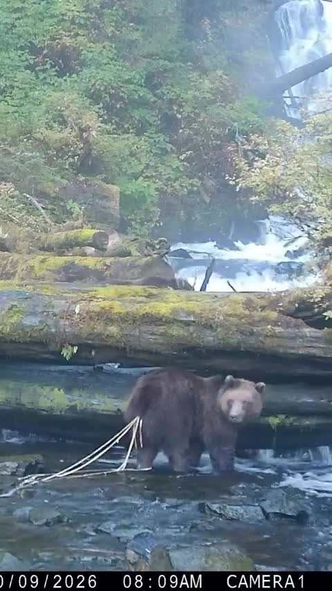 Un ours filmé avec des parasites. Il s'agit d'un ver plat, un cestode, dont certaines espèces peuvent vivre dans l'intestin des ours qui consomment du poisson cru, notamment du saumon.