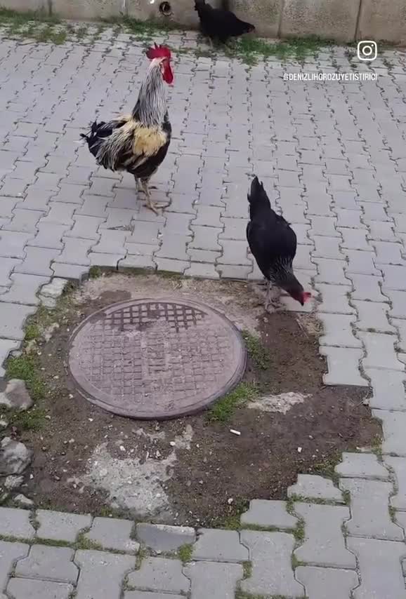 Quand ça veut pas passer la seconde