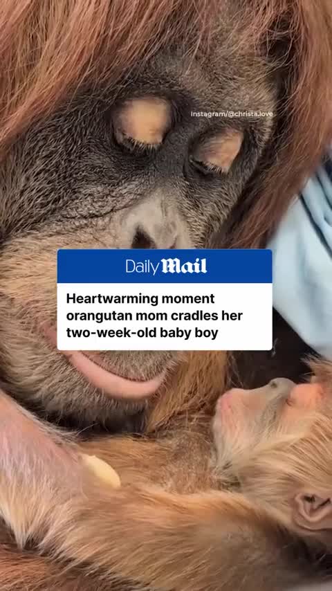 Une maman orang-outan berce son bébé
