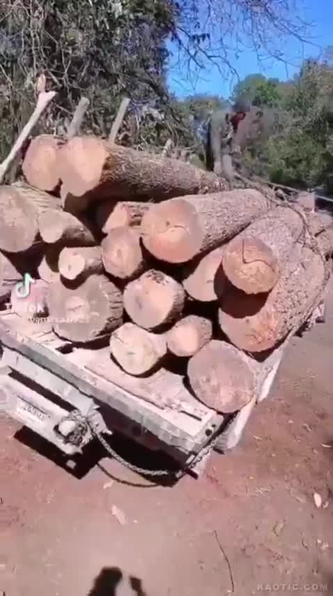 Tiiimbeeer !