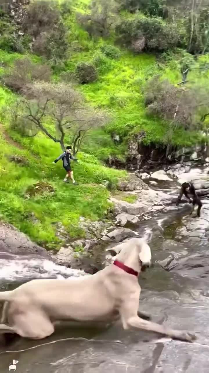 Les chiens font du chien