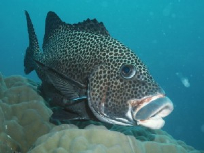 L'intelligence des poissons testée par une étude scientifique
