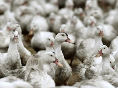 Fin de l'épidémie de grippe aviaire &quot;sur l'ensemble du territoire&quot;