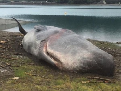 Un cachalot mâle de 16 mètres retrouvé échoué sur une plage du lac de Serre-Ponçon