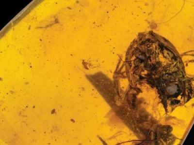 Une grenouille découverte fossilisée dans l'ambre