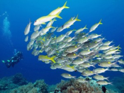 La population marine a commencé à migrer à cause du réchauffement des océans