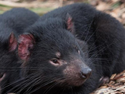 Australie continentale : des diables de Tasmanie nés dans la nature, 3 000 ans après leur disparition