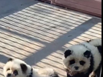 Chine : un zoo accusé d'avoir peint des chiens pour imiter des pandas