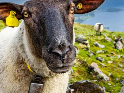 Moselle : pour sauver leur école, ils inscrivent quatre moutons à l’Éducation nationale