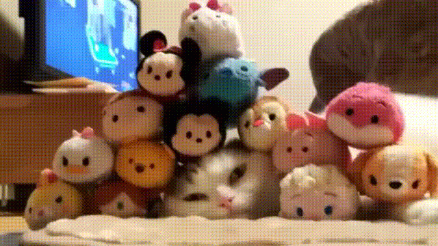 The ancien art of stacking plushie on a cat head