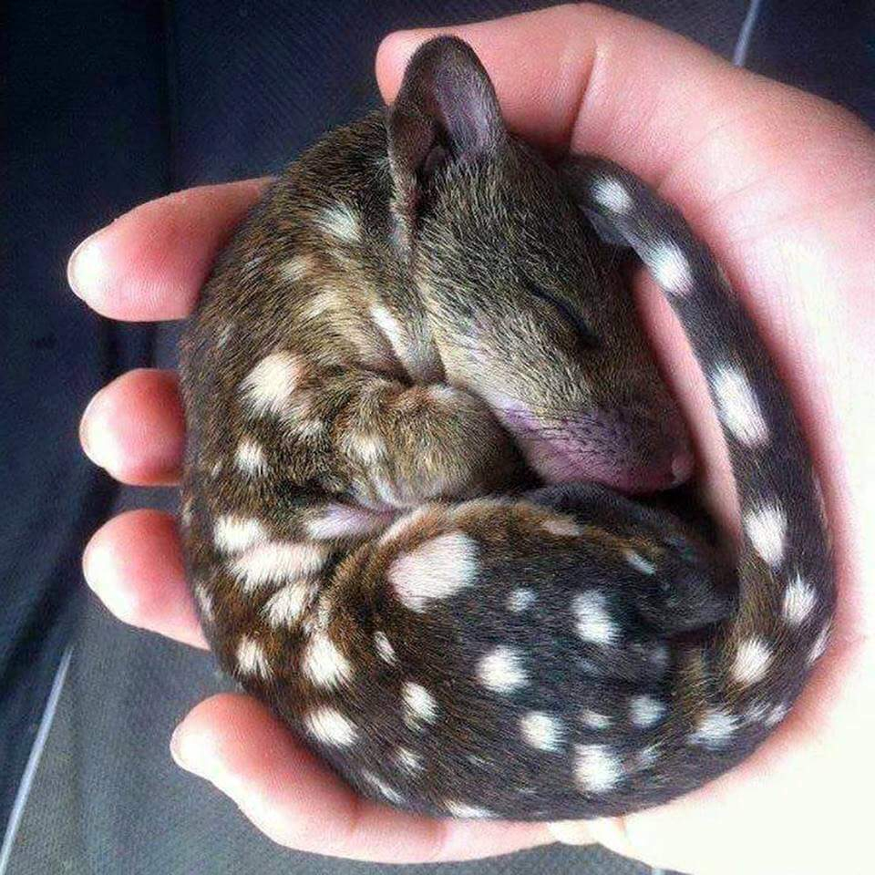 bébé chat marsupial