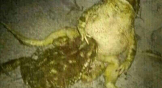 My BOI froggo got dat good succ