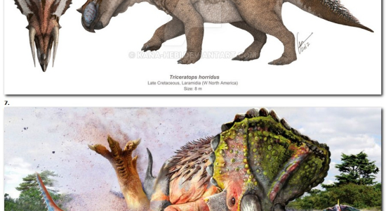 Dinosaure du dimanche: Triceratops horridus