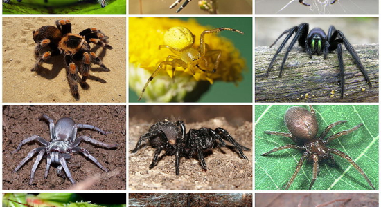 Le nombre de variété d'araignées 
