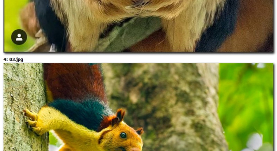 écureuil géant multicolore 