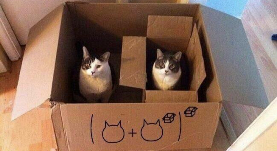 Schrödinger's cat, squared