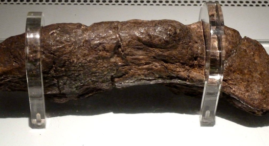 Le plus gros caca d'homme fossilisé du monde serait l'oeuvre d'un viking du IX siècle. Il a été découvert en 1972 à York en Angleterre. Il est connu sous le nom de Lloyd's bank coprolite. 20cm sur 5, je pense que je vais tenter un record du monde après les fêtes!