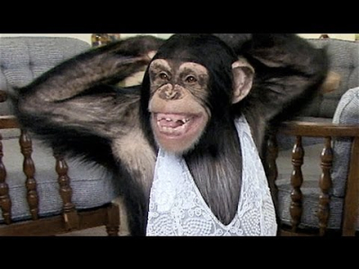 Un chimpanzé qui need un job