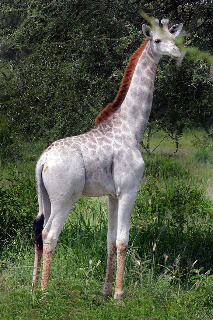 Omo, la girafe blanche