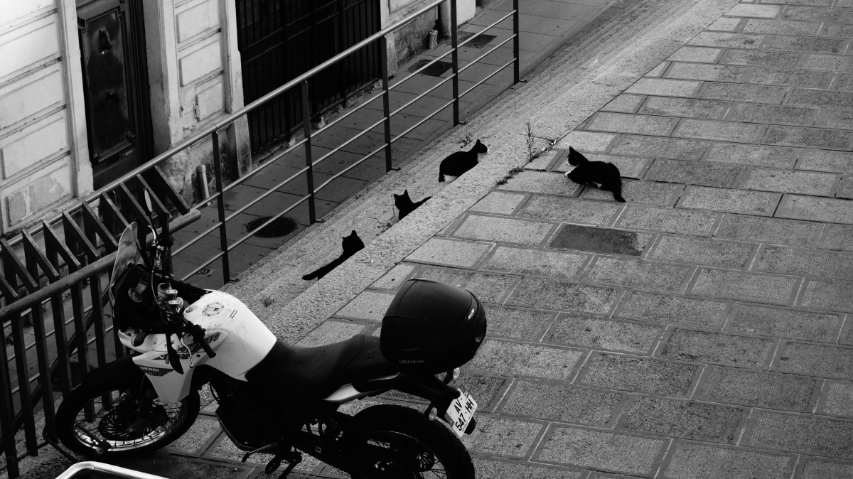 Le gang des chats noirs !