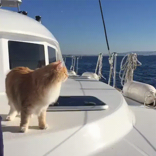 Finally bought a boat...a CAT-amaran!
