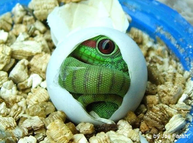 Gecko ......mencé à sortir