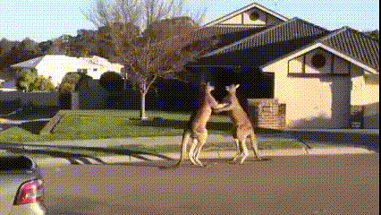 Australian neighbour fight each other 