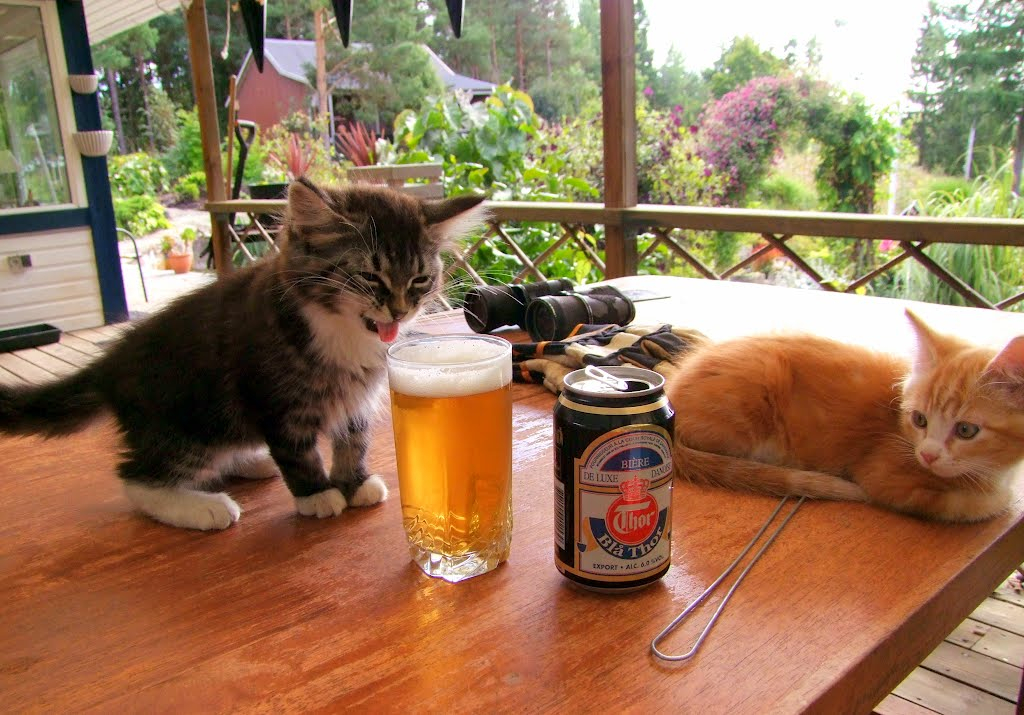 Kitten Trying Beer