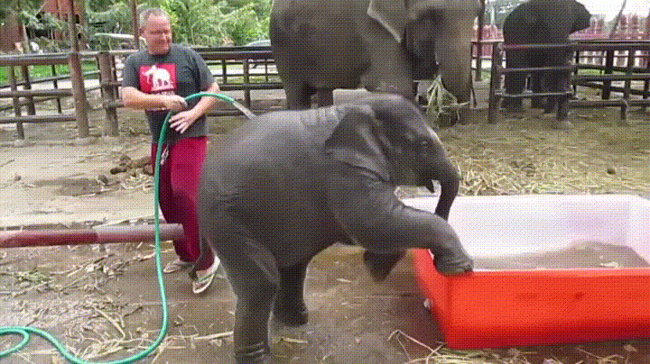 Un bébé éléphant prend son bain 