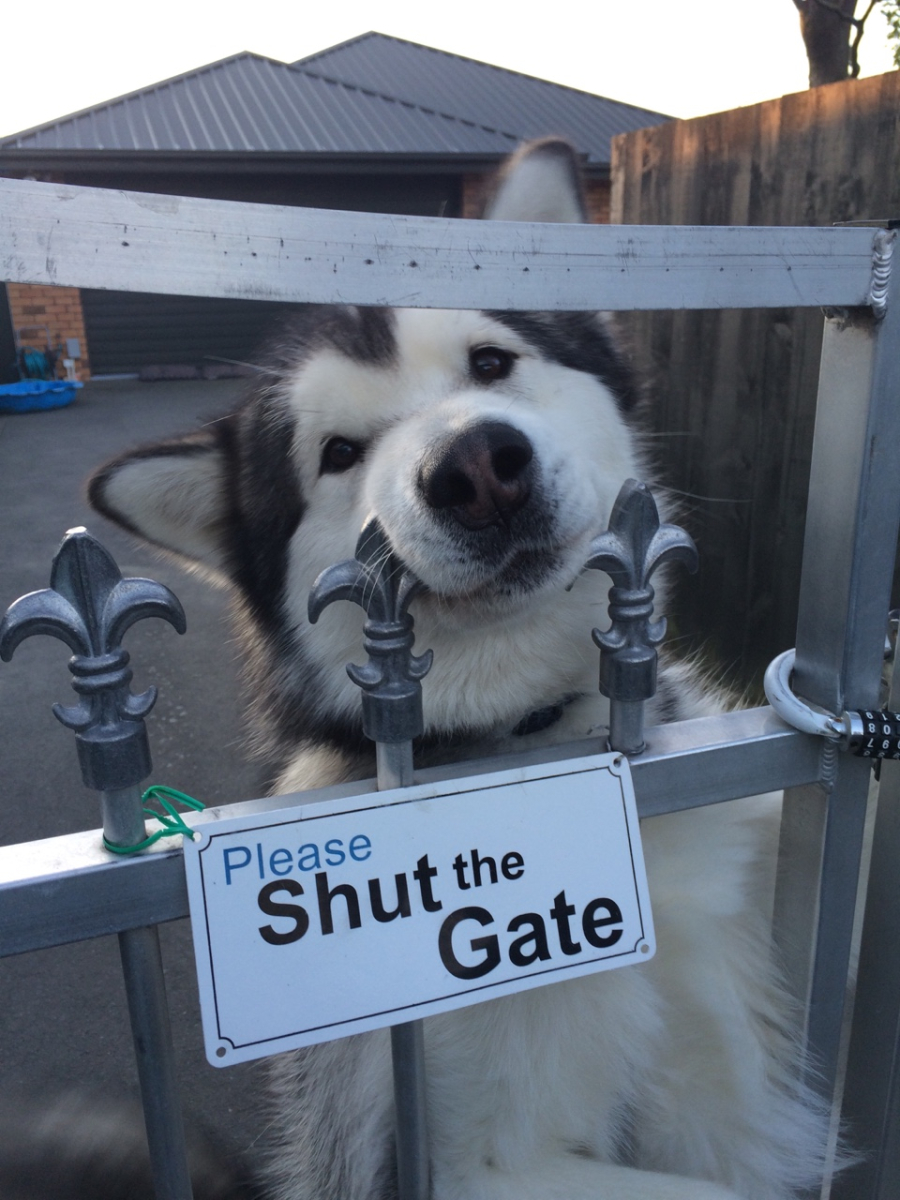 &quot; Y u close gate? &quot;