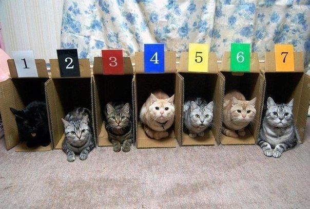Cat race first problem