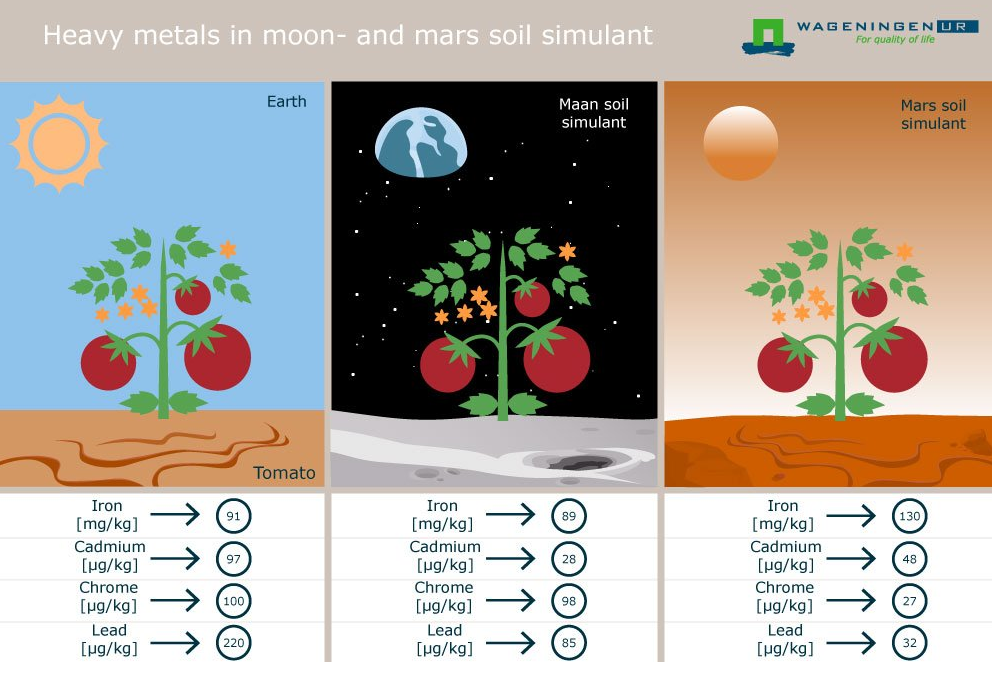 Les légumes cultivés sur Mars seront sans danger pour l'homme