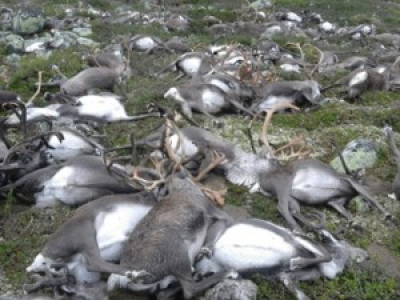 323 Caribous retrouvés morts
