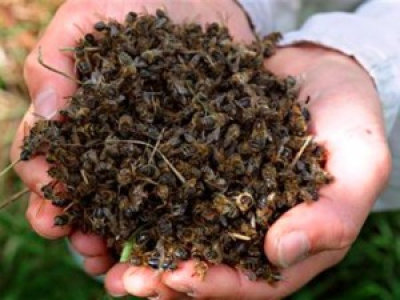 Les abeilles officiellement reconnues comme espèce en voie de disparition