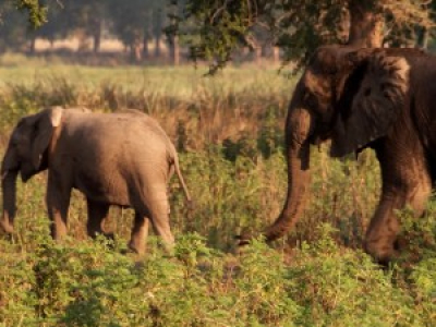 De plus en plus d'éléphants naissant sans défenses