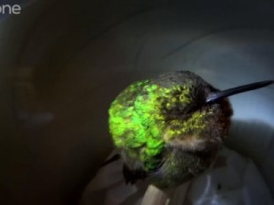 Un colibri occupé à dormir