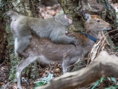 Un rapport sexuel entre un singe et une biche observé au Japon