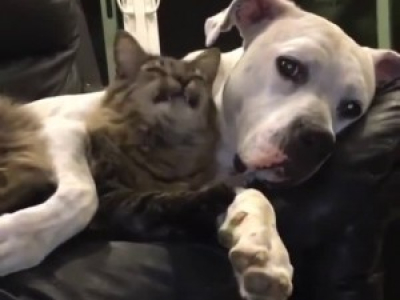 Dog and Cat Cuddle on Couch