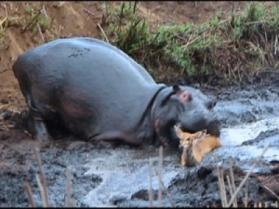 Un hippo tue l'antilope qu'il vient de sauver