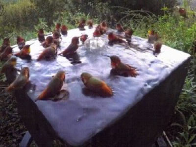 Hummingbird pool party