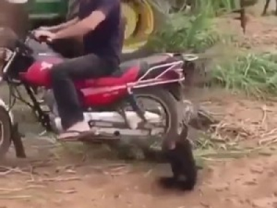 La moto c'est mieux que le zoo
