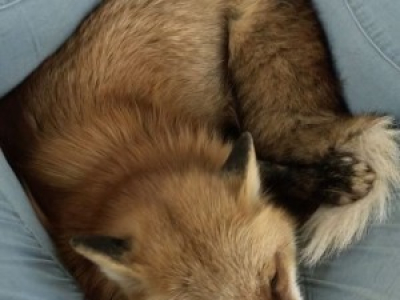 Cozy fox