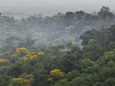 Le poumon du monde atrophié : la déforestation en grosse progression au Brésil 
