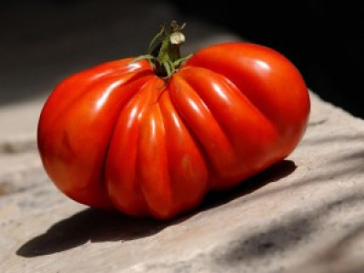 En Italie, la tomate pourrie par la mafia