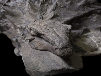 Découverte d'une &quot;momie&quot; de nodosaure en Alberta.