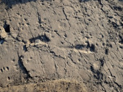 On a retrouvé les empreintes du plus grand australopithèque jamais découvert