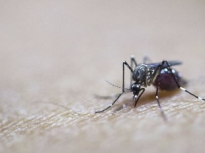 Google a lâché 20 millions de moustiques dans la nature