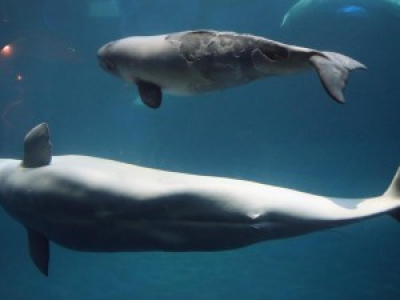 Des scientifiques inquiets de la chasse à outrance de bélougas et des orques en Russie